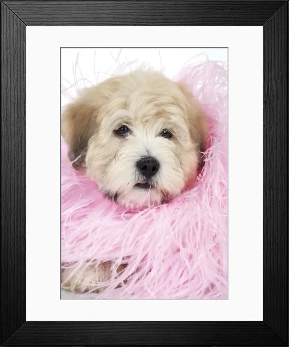 Framed Print : Dog. Teddy dog in pink scarf Framed Print : Dog. Teddy dog in pink scarf