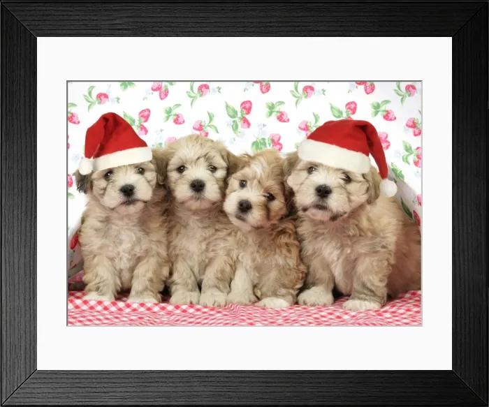Framed Print : Dog. 7 weeks old Lhasa Apso cross Shih Tzu puppies wearing Christmas hats Digital Manipulation: Christmas hats (JD) Framed Print : Dog. 7 weeks old Lhasa Apso cross Shih Tzu puppies wearing Christmas hats Digital Manipulation: Christmas hats (JD)