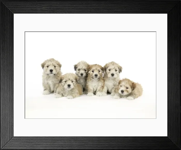 Framed Print : Dog. 7 weeks old Lhasa Apso cross Shih Tzu puppies Framed Print : Dog. 7 weeks old Lhasa Apso cross Shih Tzu puppies