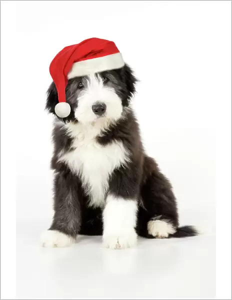 Dog. Bearded Collie puppy sitting wearing Christmas hat Digital Manipulation: Chistmas hat (JD)