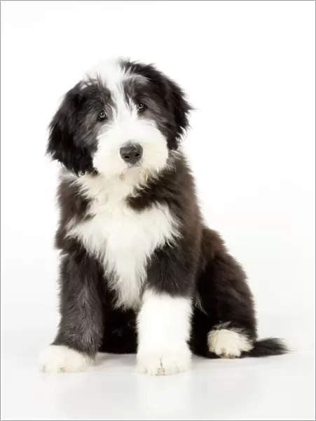 Dog. Bearded Collie puppy sitting