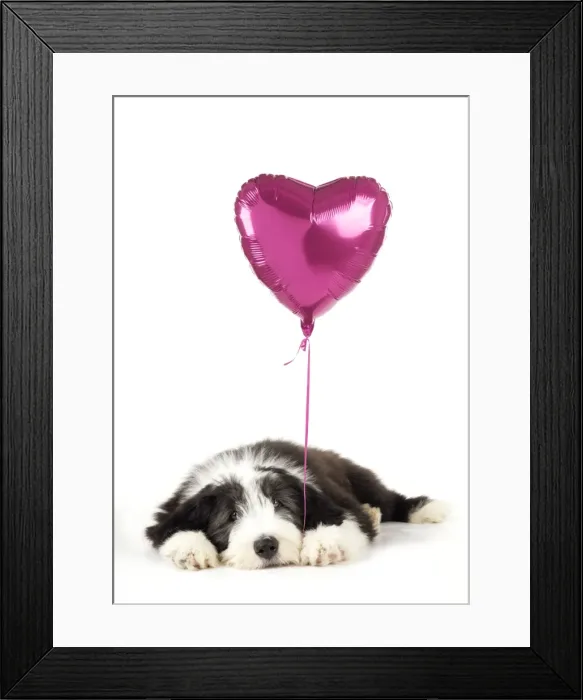 Framed Print : Dog. Bearded Collie puppy laying down with heart shaped balloon Digital Manipulation: balloon (JD) Framed Print : Dog. Bearded Collie puppy laying down with heart shaped balloon Digital Manipulation: balloon (JD)