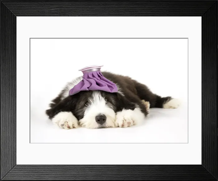 Framed Print : Dog. Bearded Collie puppy laying down with cold compress / ice pack on head. Digital Manipulation: ice pack (JD) Framed Print : Dog. Bearded Collie puppy laying down with cold compress / ice pack on head. Digital Manipulation: ice pack (JD)