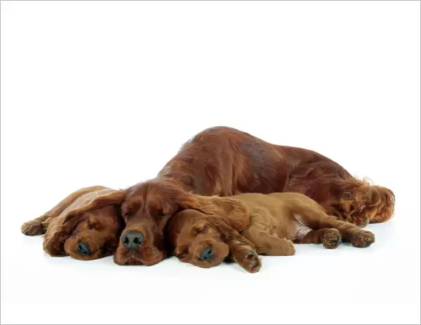 Dog. Irish Setter mother and puppies