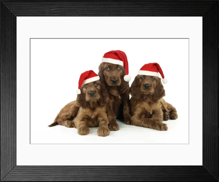 Framed Print : Dog. Irish Setter puppies wearing Christmas hats Digital Manipulation: Christmas hats (JD) Framed Print : Dog. Irish Setter puppies wearing Christmas hats Digital Manipulation: Christmas hats (JD)