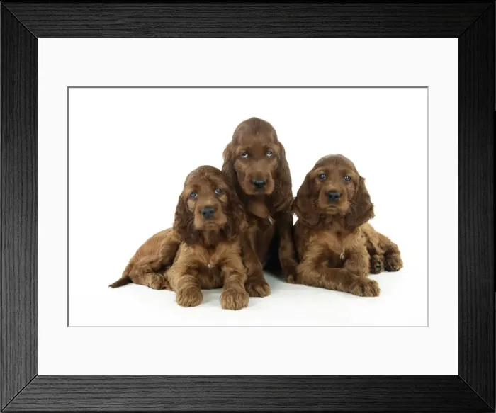 Framed Print : Dog. Irish Setter puppies Framed Print : Dog. Irish Setter puppies