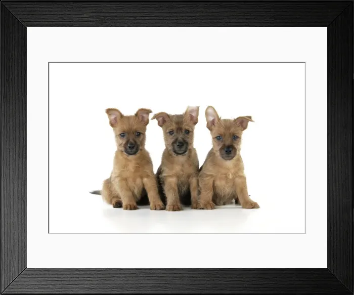 Framed Print : Dog. Australian Terrier puppies, 7 wks old Framed Print : Dog. Australian Terrier puppies, 7 wks old