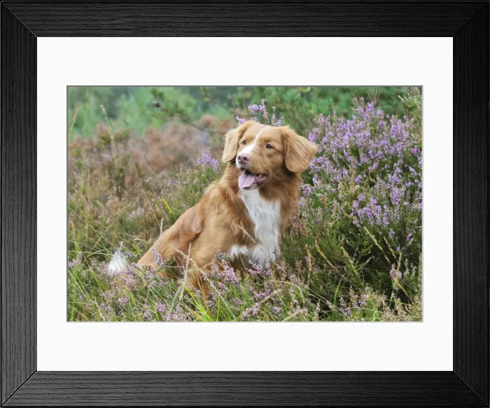 Framed Print : Nova Scotia Duck Tolling Retriever - sitting in heather Framed Print : Nova Scotia Duck Tolling Retriever - sitting in heather