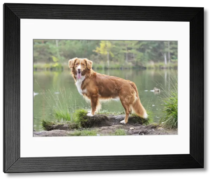 Framed Print : Nova Scotia Duck Tolling Retriever - by lake Framed Print : Nova Scotia Duck Tolling Retriever - by lake