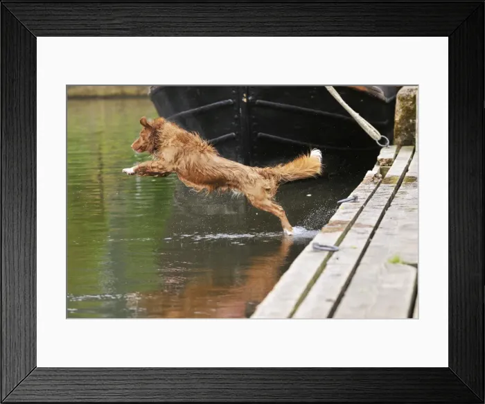 Framed Print : Nova Scotia Duck Tolling Retriever - jumping into lake Framed Print : Nova Scotia Duck Tolling Retriever - jumping into lake