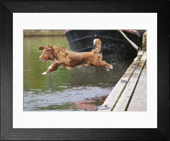 Framed Print : Nova Scotia Duck Tolling Retriever - jumping into lake Framed Print : Nova Scotia Duck Tolling Retriever - jumping into lake