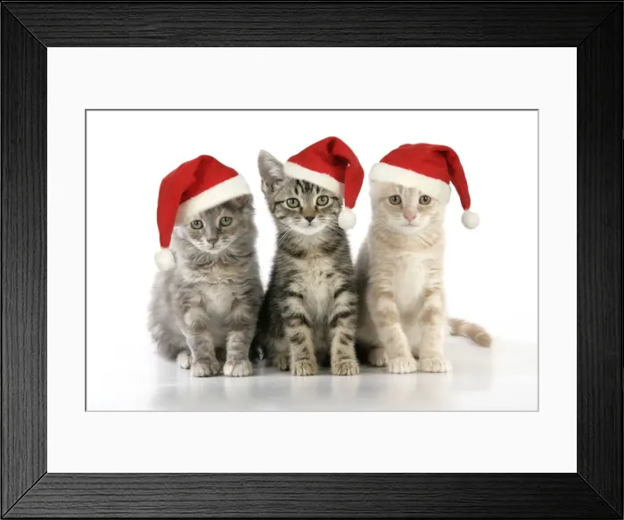 Framed Print : CAT. three kittens - in Christmas hats Digital Manipulation: Hats (JD) Framed Print : CAT. three kittens - in Christmas hats Digital Manipulation: Hats (JD)