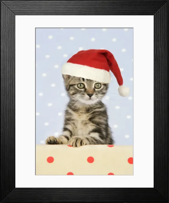 Framed Print : CAT. Tabby kitten - in Christmas hat Digital Manipulation: Hat (JD) Framed Print : CAT. Tabby kitten - in Christmas hat Digital Manipulation: Hat (JD)
