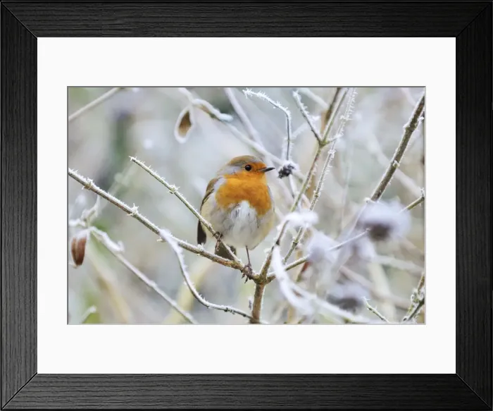 Framed Print : Bird - Robin in frosty setting Framed Print : Bird - Robin in frosty setting