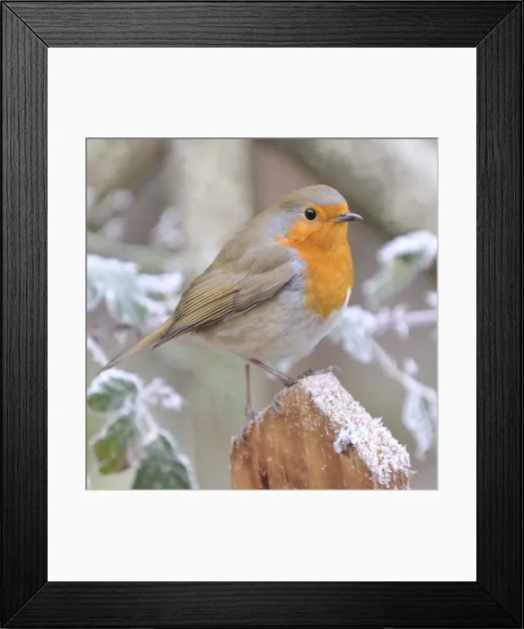 Framed Print : Bird - Robin in frosty setting Digital Manipulation: added frost to background posts Framed Print : Bird - Robin in frosty setting Digital Manipulation: added frost to background posts