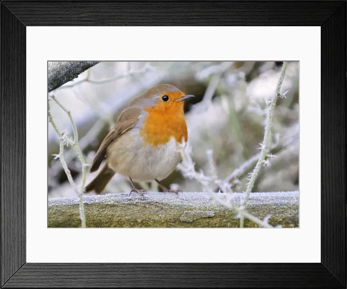 Framed Print : Bird - Robin in frosty setting Framed Print : Bird - Robin in frosty setting