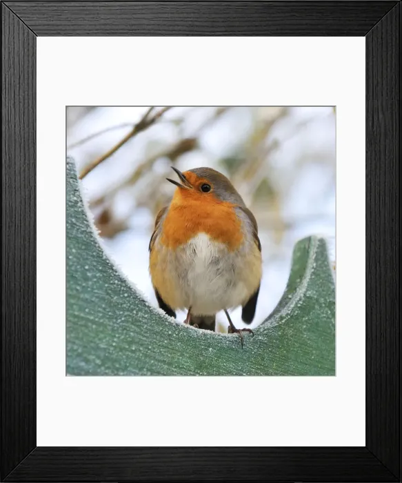 Framed Print : Bird - Robin in frosty setting Framed Print : Bird - Robin in frosty setting