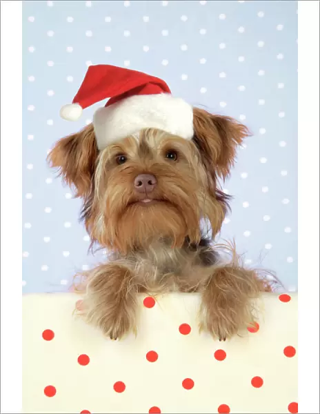 DOG. Poodle X Yorkie ( Yoodle or Yorkie Poo ) Digital Manipulation: changed colour background, JD hat