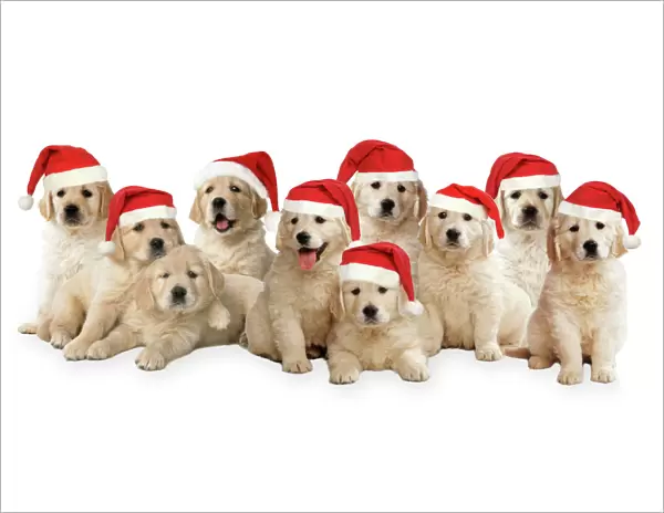 Golden Retriever Dogs - puppies wearing Christmas hats. Digital Manipulation: Comped dogs together, added hats. All JD