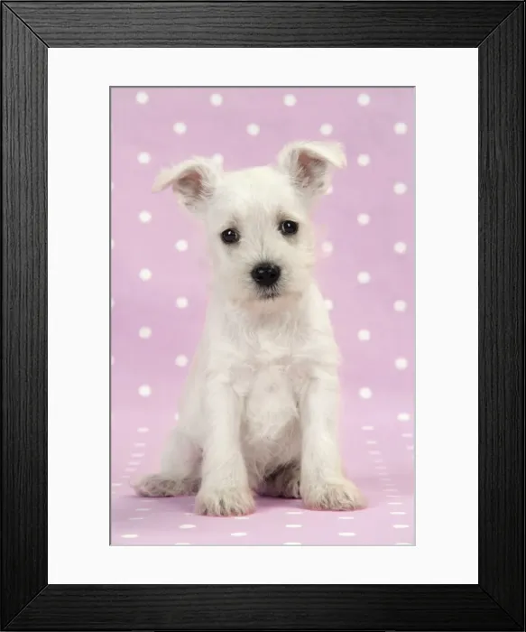 Framed Print : Dog. Miniature Schnauzer puppy on pink background Digital Manipulation: background colour Framed Print : Dog. Miniature Schnauzer puppy on pink background Digital Manipulation: background colour