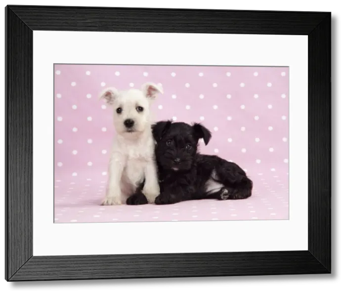 Framed Print : Dog. Miniature Schnauzer puppies (6 weeks old) on pink background Digital Manipulation: background colour Framed Print : Dog. Miniature Schnauzer puppies (6 weeks old) on pink background Digital Manipulation: background colour