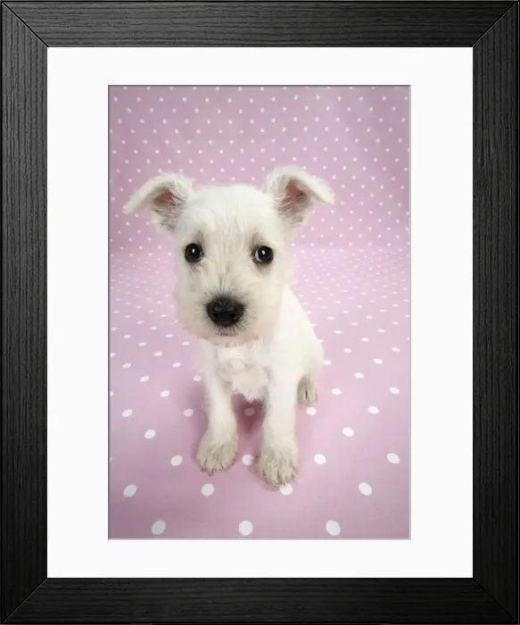 Framed Print : Dog. Miniature Schnauzer puppy (6 weeks old) on pink background Digital Manipulation: background colour Framed Print : Dog. Miniature Schnauzer puppy (6 weeks old) on pink background Digital Manipulation: background colour