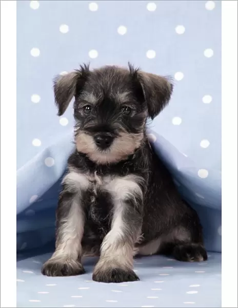 Dog. Miniature Schnauzer puppy (6 weeks old) on blue background Digital Manipulation: background colour