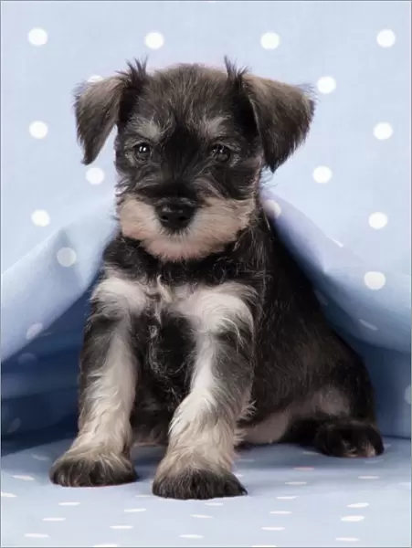Dog. Miniature Schnauzer puppy (6 weeks old) on blue background Digital Manipulation: background colour