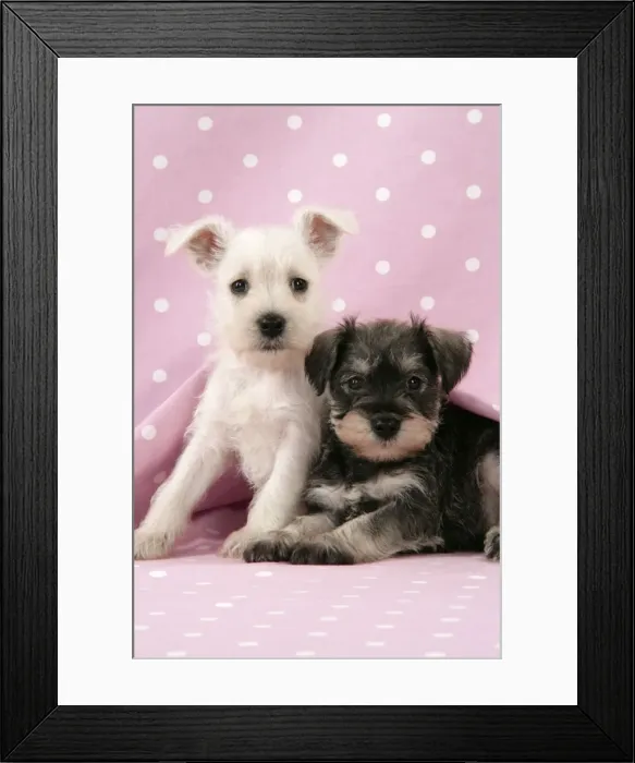 Framed Print : Dog. Miniature Schnauzer puppies (6 weeks old) on pink background Digital Manipulation: background colour Framed Print : Dog. Miniature Schnauzer puppies (6 weeks old) on pink background Digital Manipulation: background colour