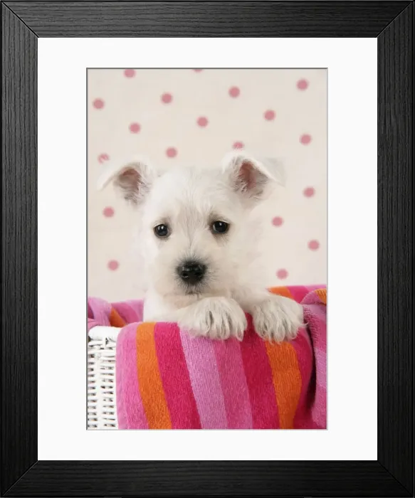 Framed Print : Dog. Miniature Schnauzer puppy (6 weeks old) in basket