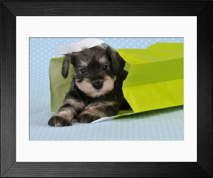 Framed Print : Dog. Miniature Schnauzer puppy (6 weeks old) in bag Framed Print : Dog. Miniature Schnauzer puppy (6 weeks old) in bag