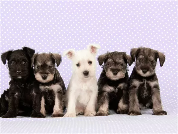 Dog. Miniature Schnauzer puppies (6 weeks old) Digital Manipulation: background colour