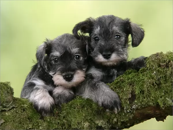Dog. Miniature Schnauzer puppies (6 weeks old) on a mossy log