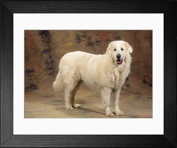 Framed Print : Maremma Sheepdog Framed Print : Maremma Sheepdog