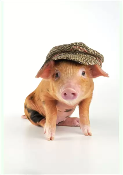 Pig - 2 week old Oxford sandy & black piglet wearing a flat cap