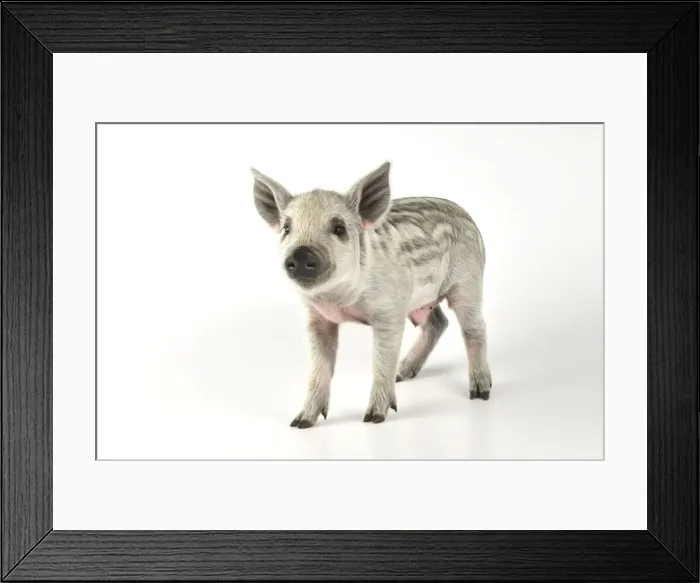 Framed Print : Pig - 2 week old Mangalizta piglet Framed Print : Pig - 2 week old Mangalizta piglet