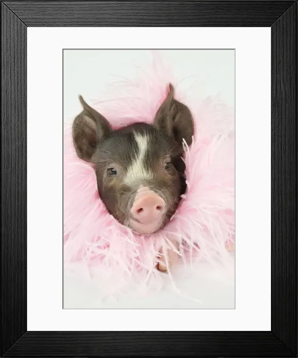 Framed Print : Pig - Berkshire piglet wearing feather boa Framed Print : Pig - Berkshire piglet wearing feather boa