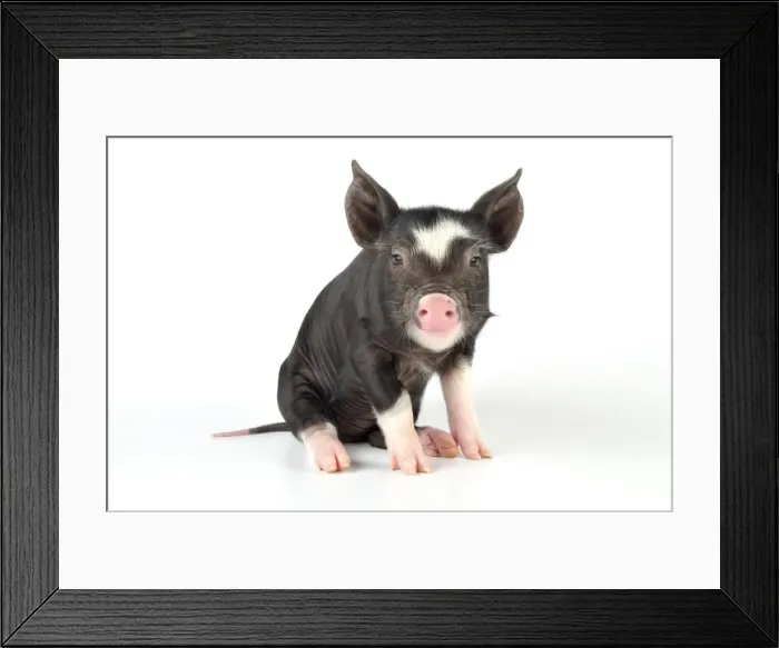Framed Print : Pig - Berkshire piglet Framed Print : Pig - Berkshire piglet