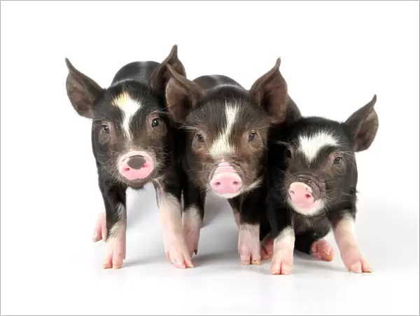 Pig - Berkshire piglets