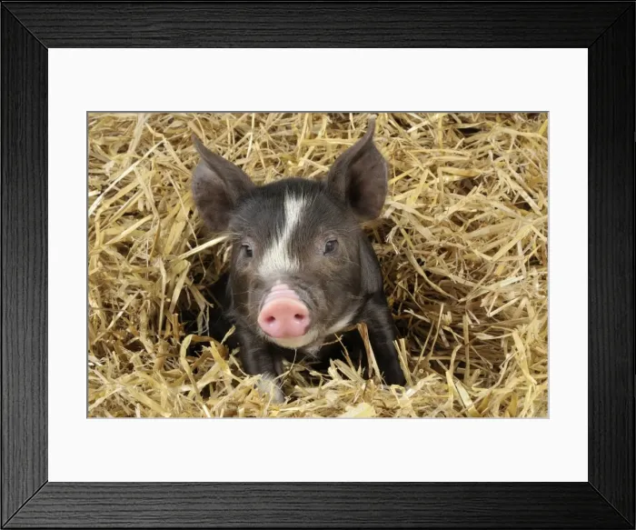 Framed Print : Pig - Berkshire piglet in straw Framed Print : Pig - Berkshire piglet in straw