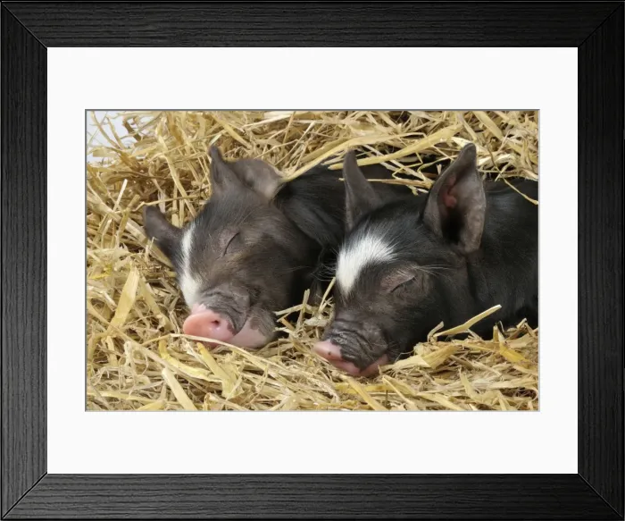 Framed Print : Pig - Berkshire piglets asleep in straw Framed Print : Pig - Berkshire piglets asleep in straw