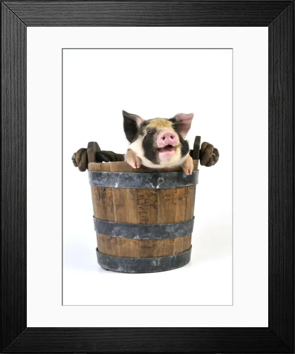 Framed Print : Pig - 2 week old Kune Kune piglet in bucket with mouth open Framed Print : Pig - 2 week old Kune Kune piglet in bucket with mouth open