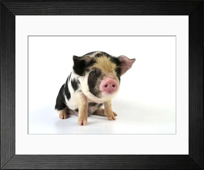 Framed Print : Pig - 2 week old Kune Kune piglet Framed Print : Pig - 2 week old Kune Kune piglet