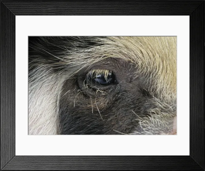 Framed Print : Pig - 2 week old Kune Kune piglet eye Framed Print : Pig - 2 week old Kune Kune piglet eye