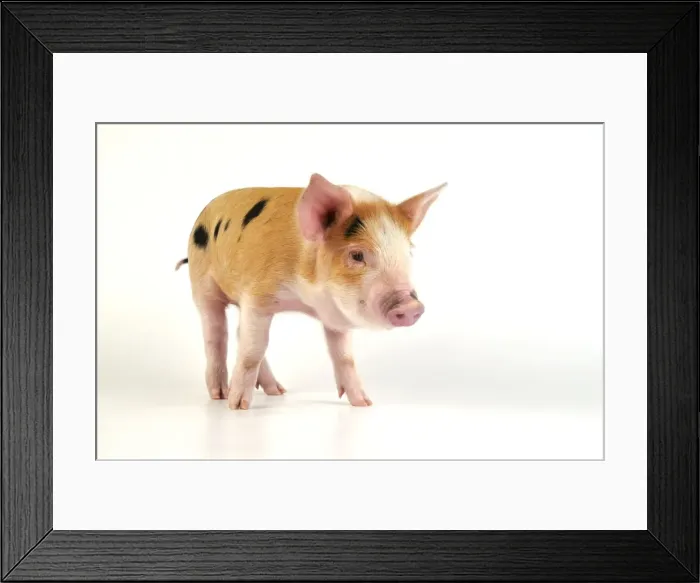 Framed Print : Pig - Kune Kune cross Gloucester Old Spot piglet Framed Print : Pig - Kune Kune cross Gloucester Old Spot piglet