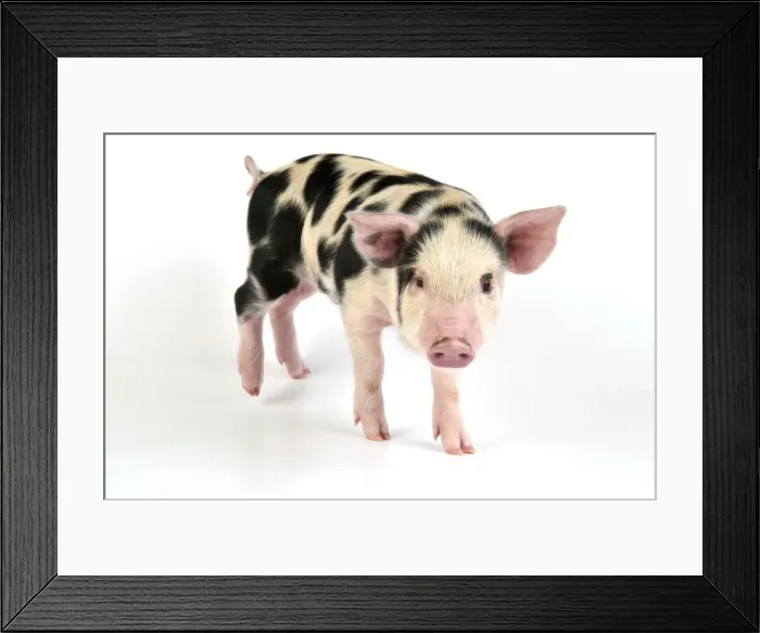 Framed Print : Pig - Kune Kune cross Gloucester Old Spot piglet Framed Print : Pig - Kune Kune cross Gloucester Old Spot piglet