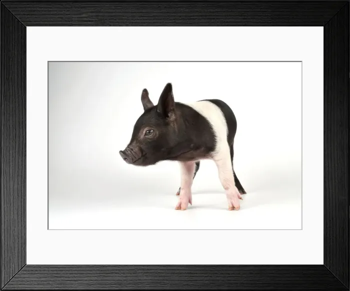Framed Print : Pig - Saddleback cross piglet Framed Print : Pig - Saddleback cross piglet