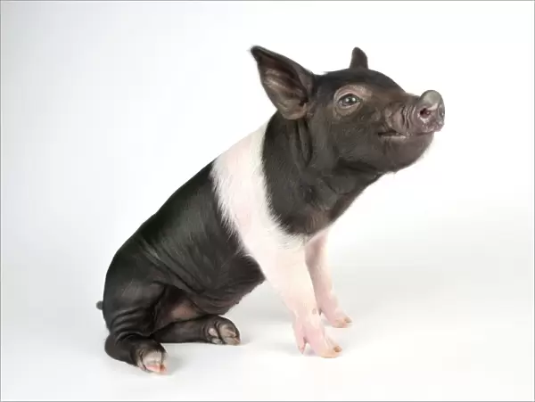 Pig - Saddleback cross piglet