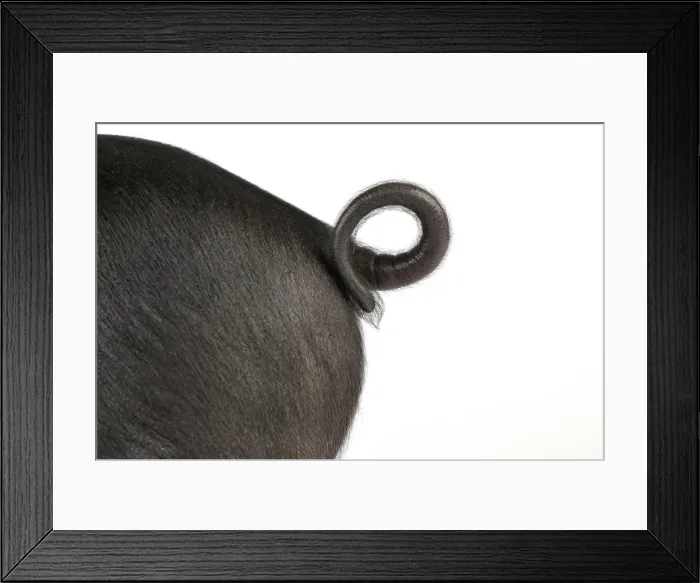 Framed Print : Pig - Saddleback cross piglet tail Manipulated Image: Genitals removed Framed Print : Pig - Saddleback cross piglet tail Manipulated Image: Genitals removed