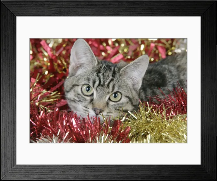 Framed Print : Cat - Tabby in Christmas tinsel Framed Print : Cat - Tabby in Christmas tinsel